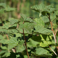 Photo de feuilles de groseillier 3