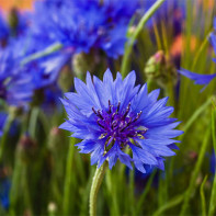 Foto der Kornblume