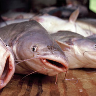 Photo de poisson-chat 2
