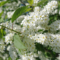 Photo de cerisier à grappes