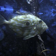Foto des Dori 5