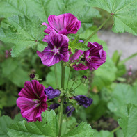 Photo de mauve sylvestre 2