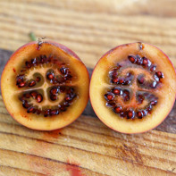 Photo de tamarillo 5