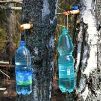 Photo de sève de bouleau 4