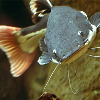 Photo de poisson-chat