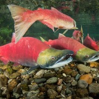 Foto des Sockeye-Lachses