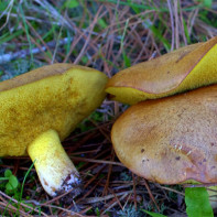 Foto von Butterpilzen 3