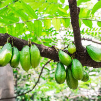 Foto der Bilimbi-Frucht