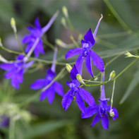 Photo de delphinium 4