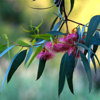 Photo d'eucalyptus 2