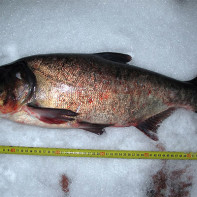 Foto des Silberkarpfens 4