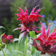 Photo de la monarde 3