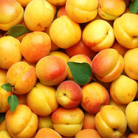 Photo d'abricots 3