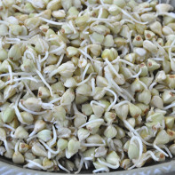 Photo de sarrasin germé 3