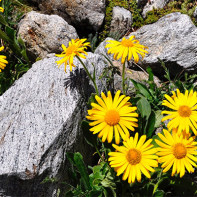 Photo de l'arnica
