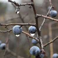 Photo du prunellier 2