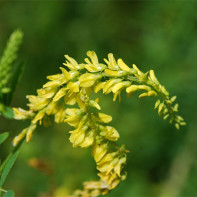 Photo de mélilot 2