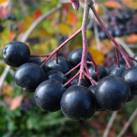 Photo d'aronia 4