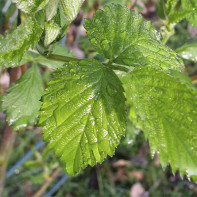 Photo de feuilles de mûre 5
