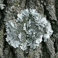 Foto der Parmelie 2
