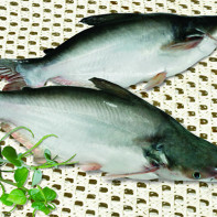 Photo du pangasius 5