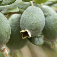 Feijoa-Foto 3