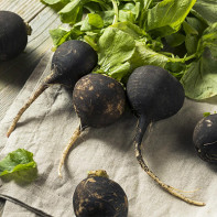 Photo de radis noir 4