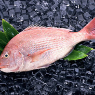 Photo du sébaste