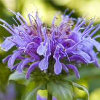 Photo de la monarde 5