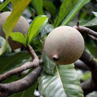 Foto der Genipa-Frucht