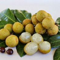 Photo du fruit longane 2