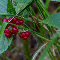 Foto der Steinbeere 5