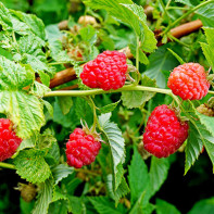 Foto von Himbeeren 2