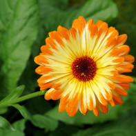 Foto der Ringelblume 5