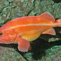 Photo du sébaste 2
