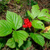 Foto der Steinbeere 3