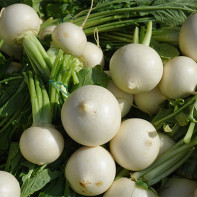 Photo de radis blanc 2