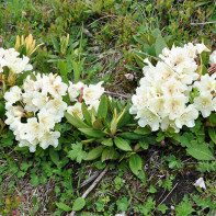 Photo du rhododendron du Caucase 3