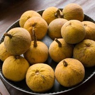 Photo du fruit santol 5