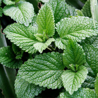 Photo de menthe