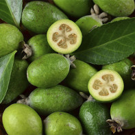 Feijoa-Foto
