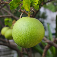 Foto der Pomelo-Frucht