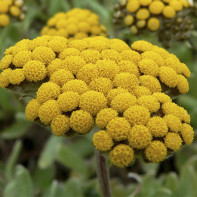 Photo d'immortelle