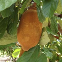 Photo de cupuaçu 4