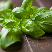 Photo de basilic 3