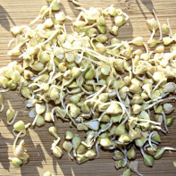 Photo de sarrasin germé 2