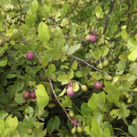 Photo du fruit icaco 4