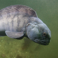 Photo de loup de mer 3