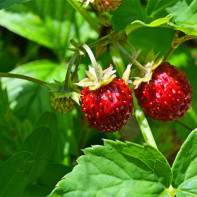 Photo de fraises des bois