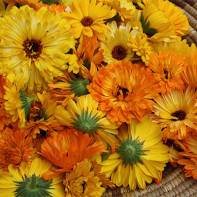 Foto der Ringelblume 3